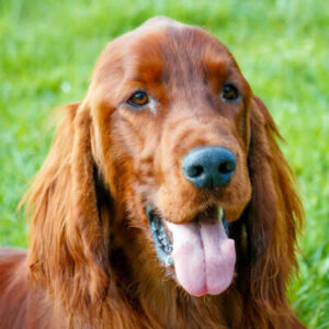 Seelenhund Cooper