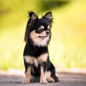Seelenhund Eddie