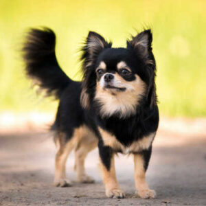 Seelenhund Eddie