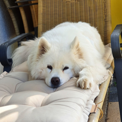 Gwynja beim chillen