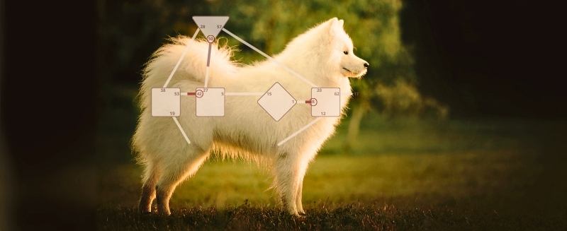 Jeder Hund ist einzigartig