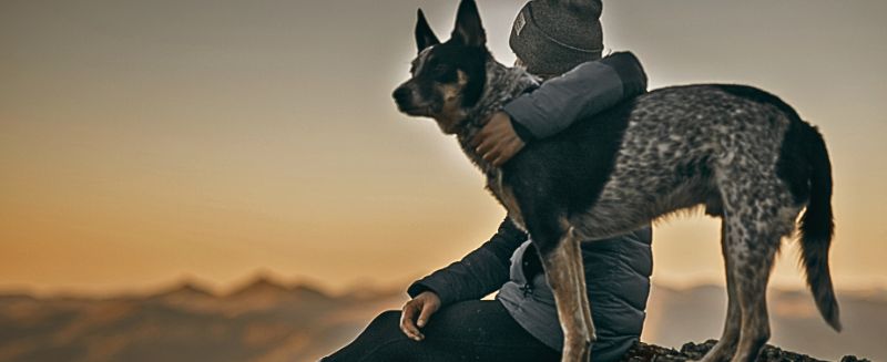 Hüter der Verbindung zwischen Mensch und Hund.