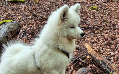 Die Hand, die versteht – über das wahre Sehen im Zusammensein mit Hunden