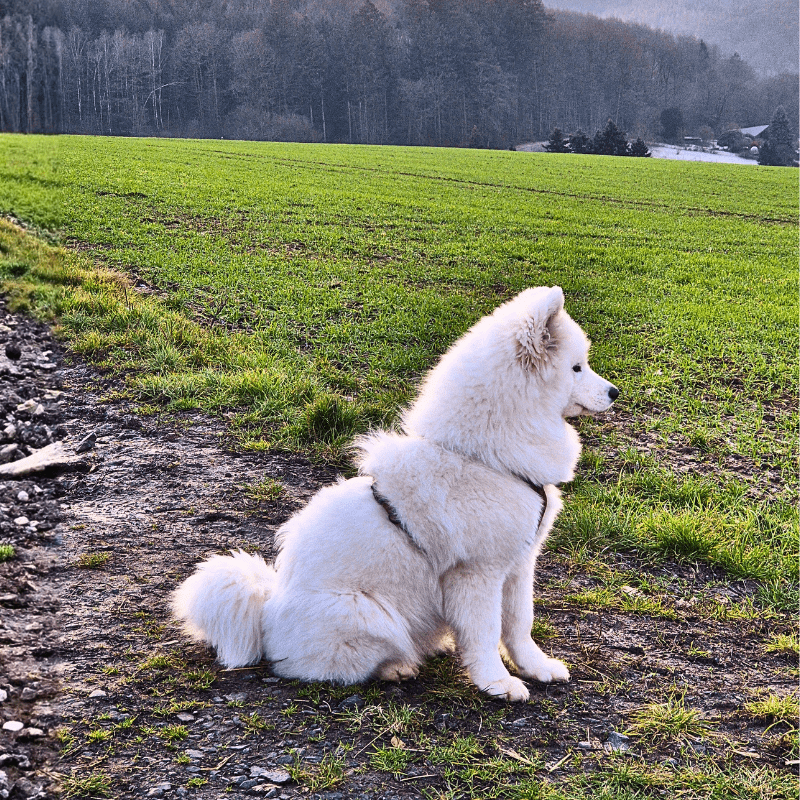 Ausblick auf den Weg